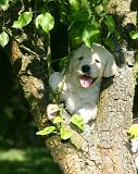 GOLDEN RETRIEVER 1063